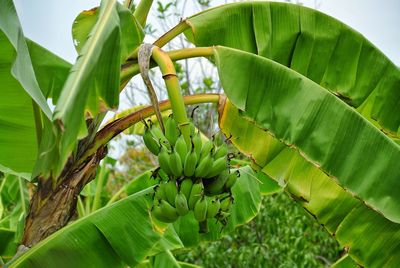 Low angle view of tree growing on plant
