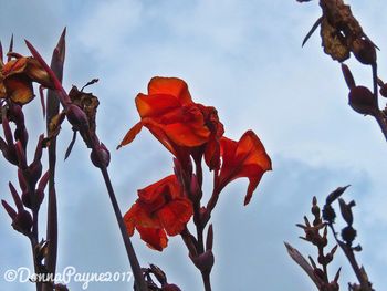 Low angle view of plant against sky