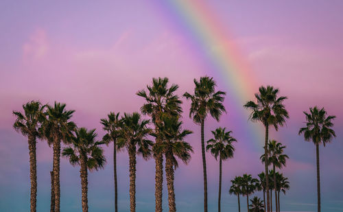 Palm trees at sunset with rainbow in sky.