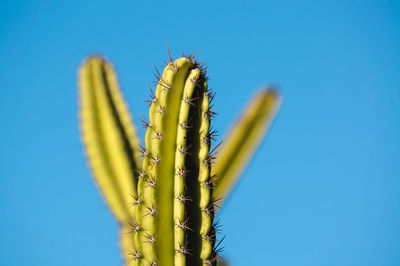 Close-up of succulent plant against blue sky