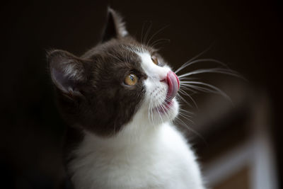British short hair cat with bright yellow eyes licking with tongue isolated on dark brown background