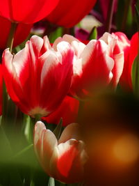 Close-up of red tulips