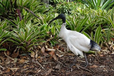 High angle view of white duck on land