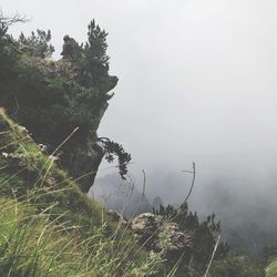 Plants growing on land against sky