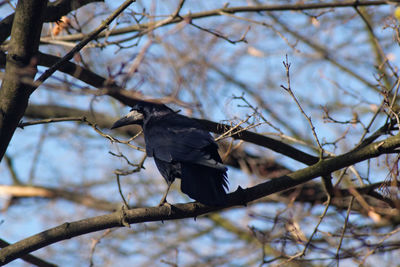 Low angle view of bird perching on branch