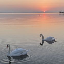 Swan in silence 