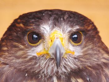 Close-up portrait of bird of prey