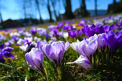 Close-up of purple crocus flowers on field