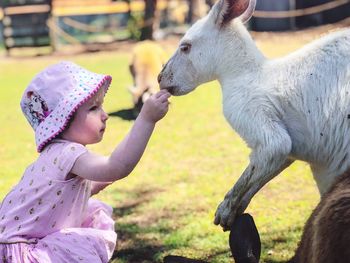 Close-up of cute girl feeding kangaroo at a farm