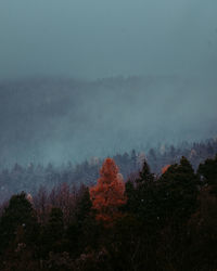 Trees in forest against sky