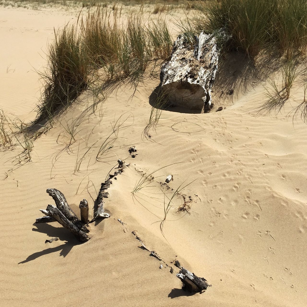 sand, shadow, sunlight, day, beach, tree, outdoors, nature, plant, field, high angle view, dirt, growth, desert, tranquility, abandoned, landscape