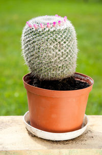 Potted cactus plant on table