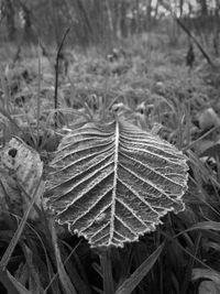 Close-up of autumn leaves