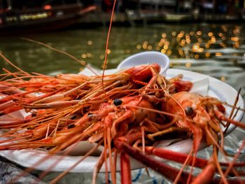 Close-up of crab in sea at night