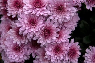 Close-up of pink dahlia flowers