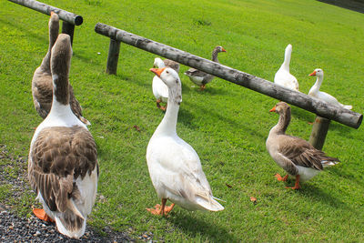 Geese perching on grassy field