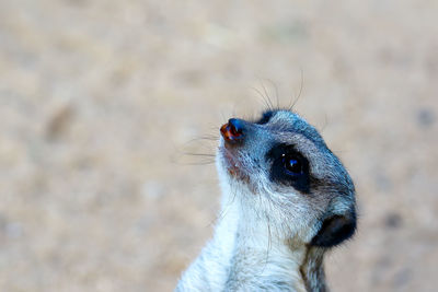 Close-up of meerkat looking away