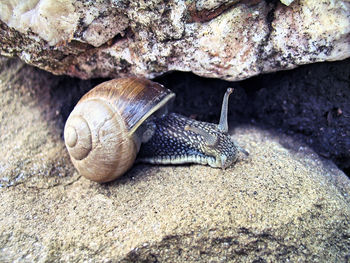 Close-up of snail on rock