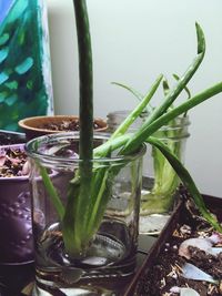 Close-up of succulent plant