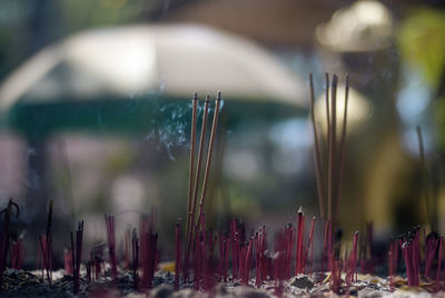 Close-up of incense in temple