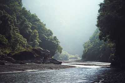 Scenic view of river in forest