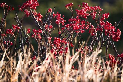 Close-up of red rose