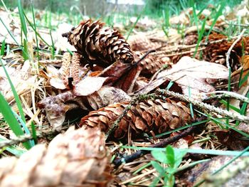 Close-up of dry leaves on field