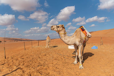 Panoramic view of a desert