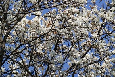 Low angle view of tree against sky