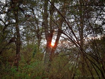 Low angle view of sunlight streaming through trees in forest