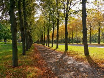 Trees in park during autumn