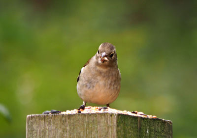 Close-up of bird perching outdoors