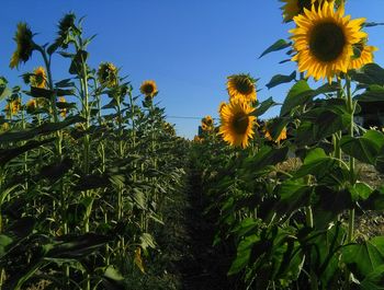 Close-up of sunflower field against clear sky