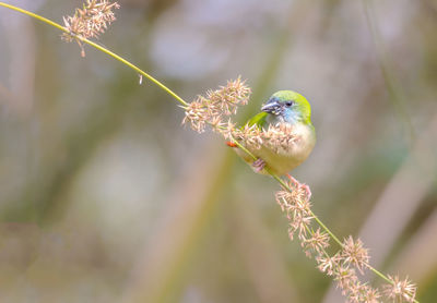 Close-up of bird perching on leaf