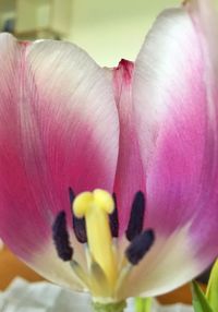 Close-up of pink flower