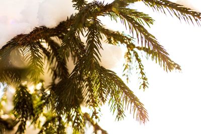 Low angle view of palm tree against sky