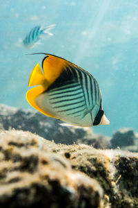 Close-up of fish swimming in sea