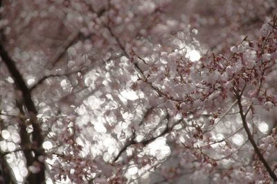 Close-up of flowers on tree