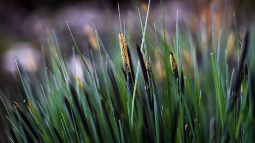 Close-up of crops growing on field