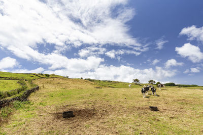 View of horse on field against sky