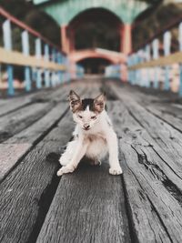 Stray cat in indonesia