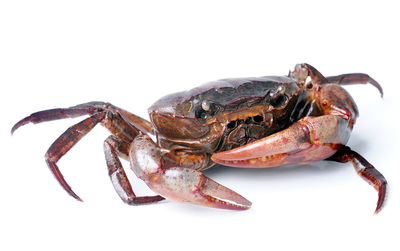 Close-up of crab over white background