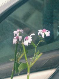 Close-up of pink flowering plant by window