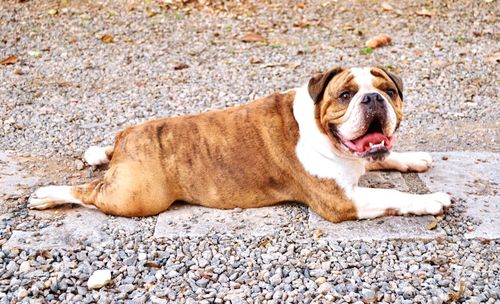 Portrait of dog lying on ground