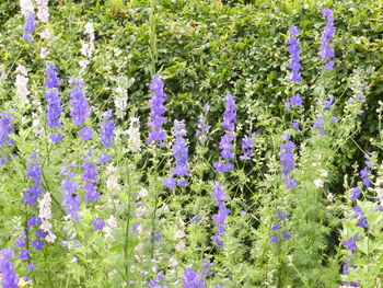 Close-up of purple flowers blooming outdoors