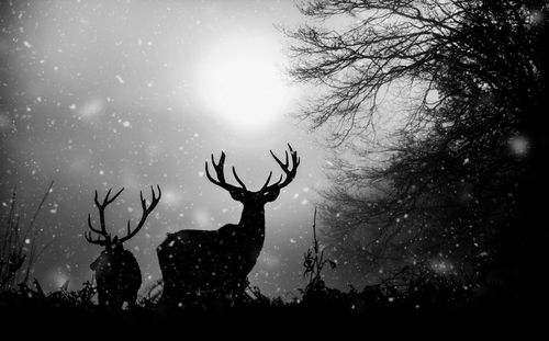 Deer on landscape against sky in forest