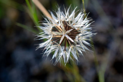 Close-up of white dandelion flower