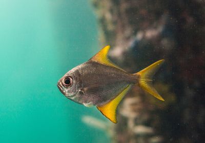 Close-up of fish swimming in sea