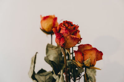 Close-up of red rose against white background