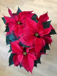 Close-up of red flowers